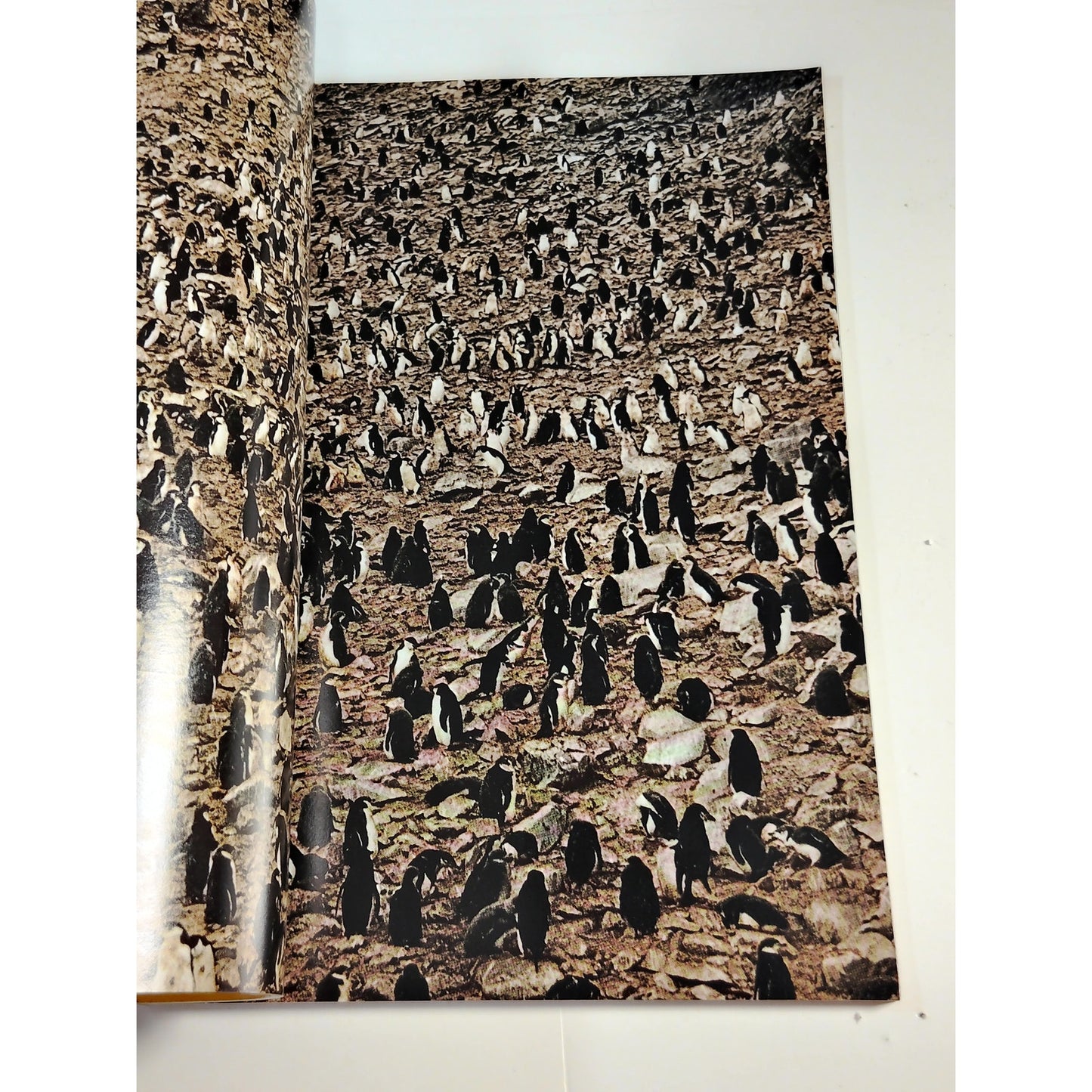 National Geographic Magazine – November 1971, Antarctica, Snow Leopards, Uganda