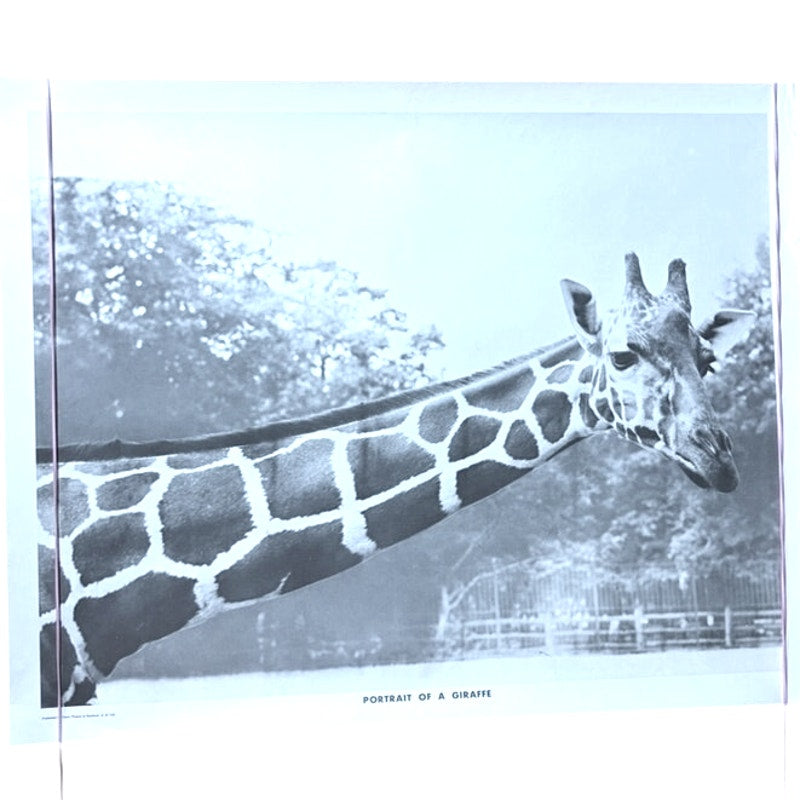 Vintage "Portrait of a Giraffe" Black & White Poster - 20" x 16" Wall Art