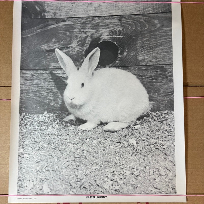 Vintage Black & White Easter Bunny Photograph Poster 20" x 16" Seattle