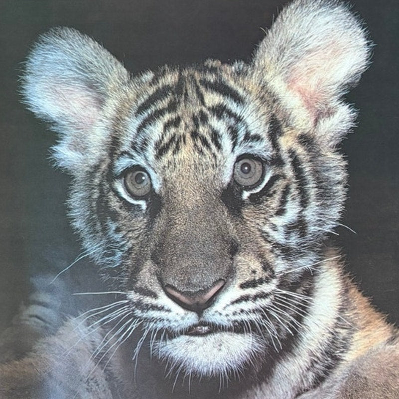Vintage Tiger Cub Poster - Excellent Pre-Owned Condition - 20" x 16" Print