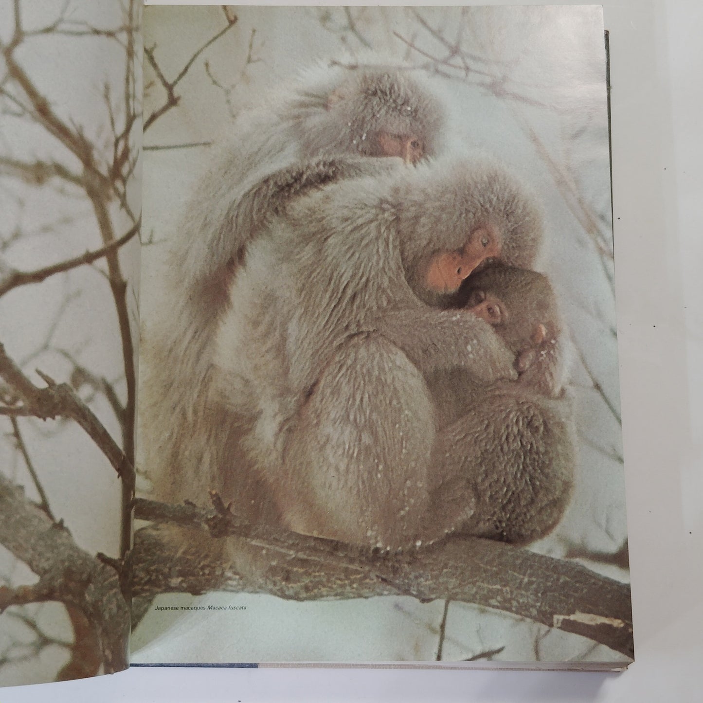 Reader’s Digest Fascinating World of Animals 1971 Hardcover 12.5" x 9.5" x 2"
