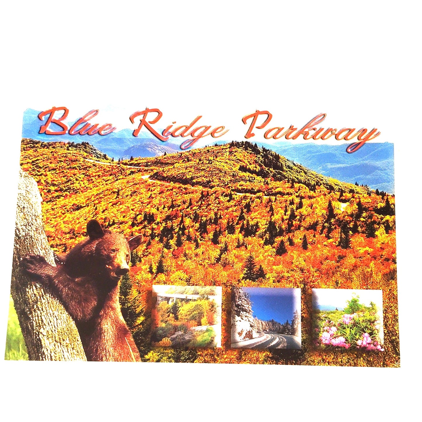 VTG Blue Ridge Parkway Multi‑View Postcard Bear Cub Autumn NOS