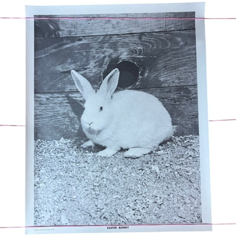 Vintage Black & White Easter Bunny Photograph Poster 20" x 16" Seattle