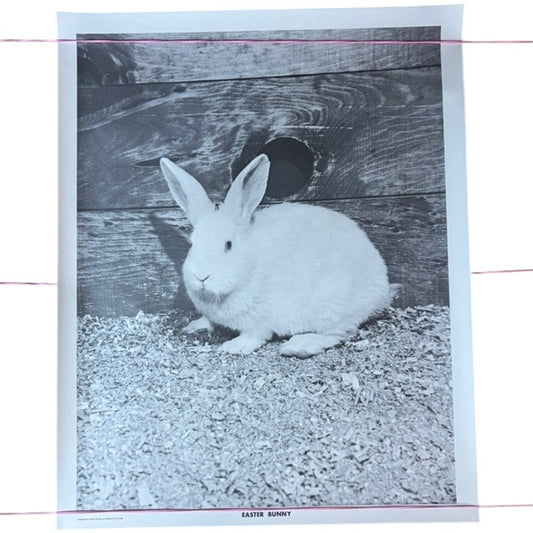 Vintage Black & White Easter Bunny Photograph Poster 20" x 16" Seattle