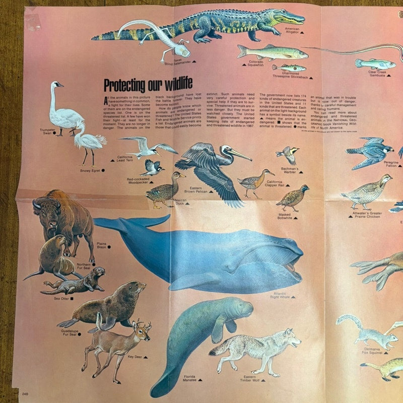National Geographic VTG Oct 1971 2-Sided Sea Otter & Wildlife Poster 31x20.5"