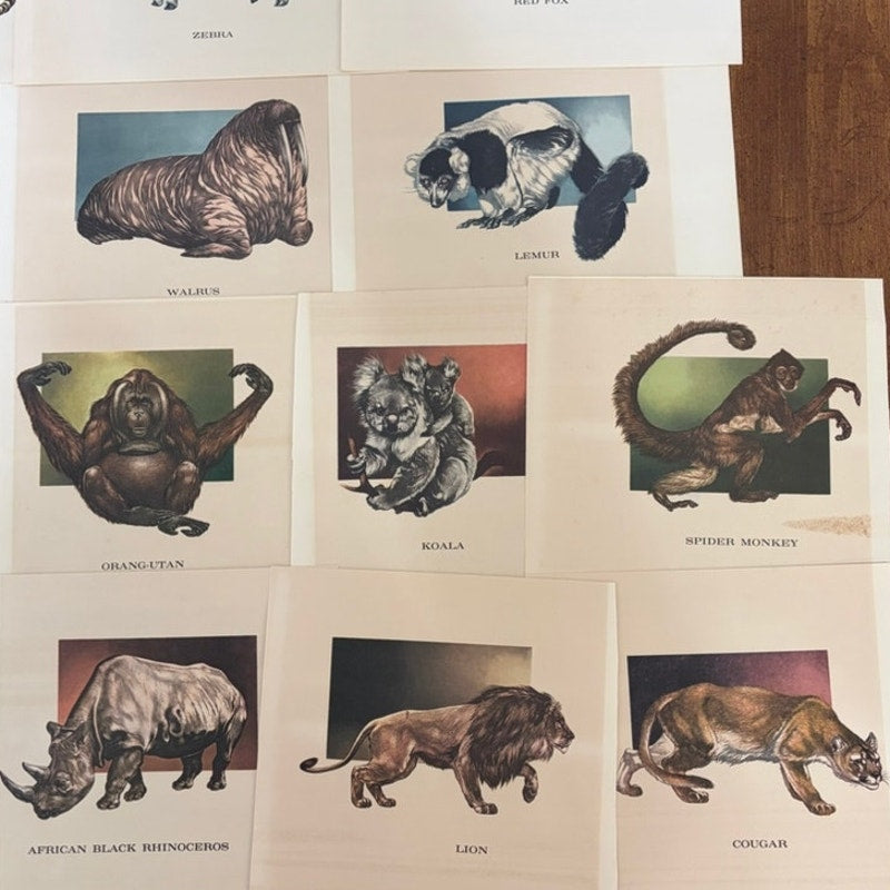 18 PC Vintage 1960's Wildlife Animal Prints Set, Wildlife Illustrator Mary Baker