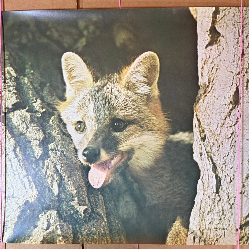 Vintage Fox Kit in Tree Hollow Poster Print - Wildlife Photography Art 20x16