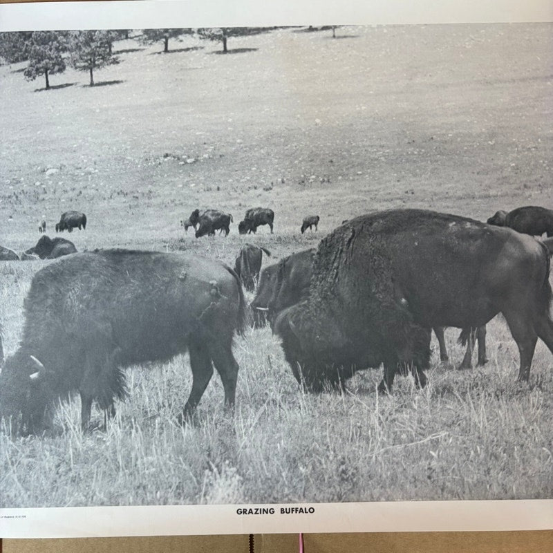 Vintage "Grazing Buffalo" B&W Photo Print 20x16 - Matte Finish Western Art