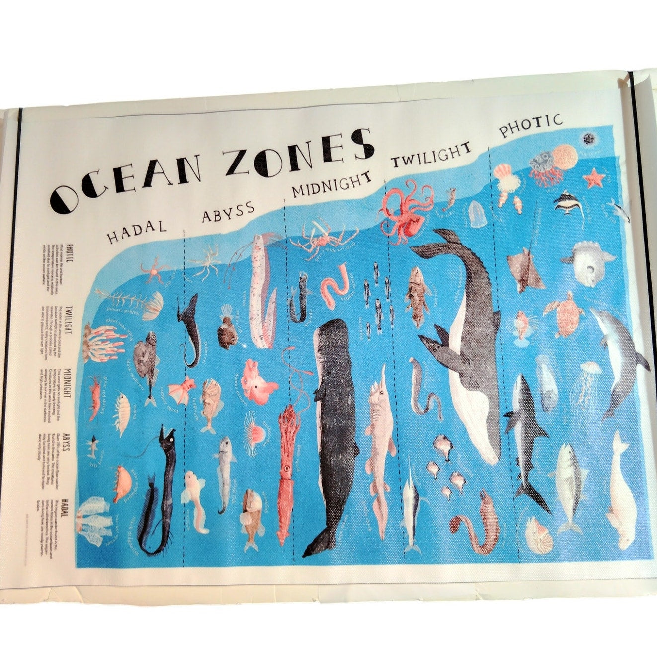 The Layers Ocean Zones Canvas Print Poster – 12x18" Unframed, Marine Biology Educational Wall Art