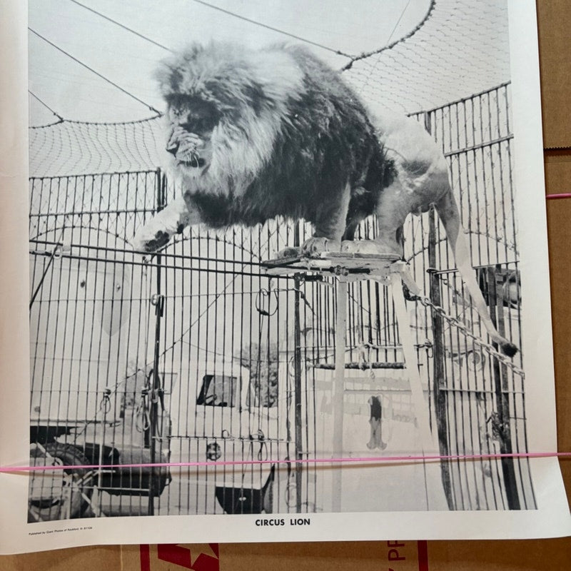 Vintage Circus Lion Art Print Poster - Black & White Animal Big Cat 20x16"