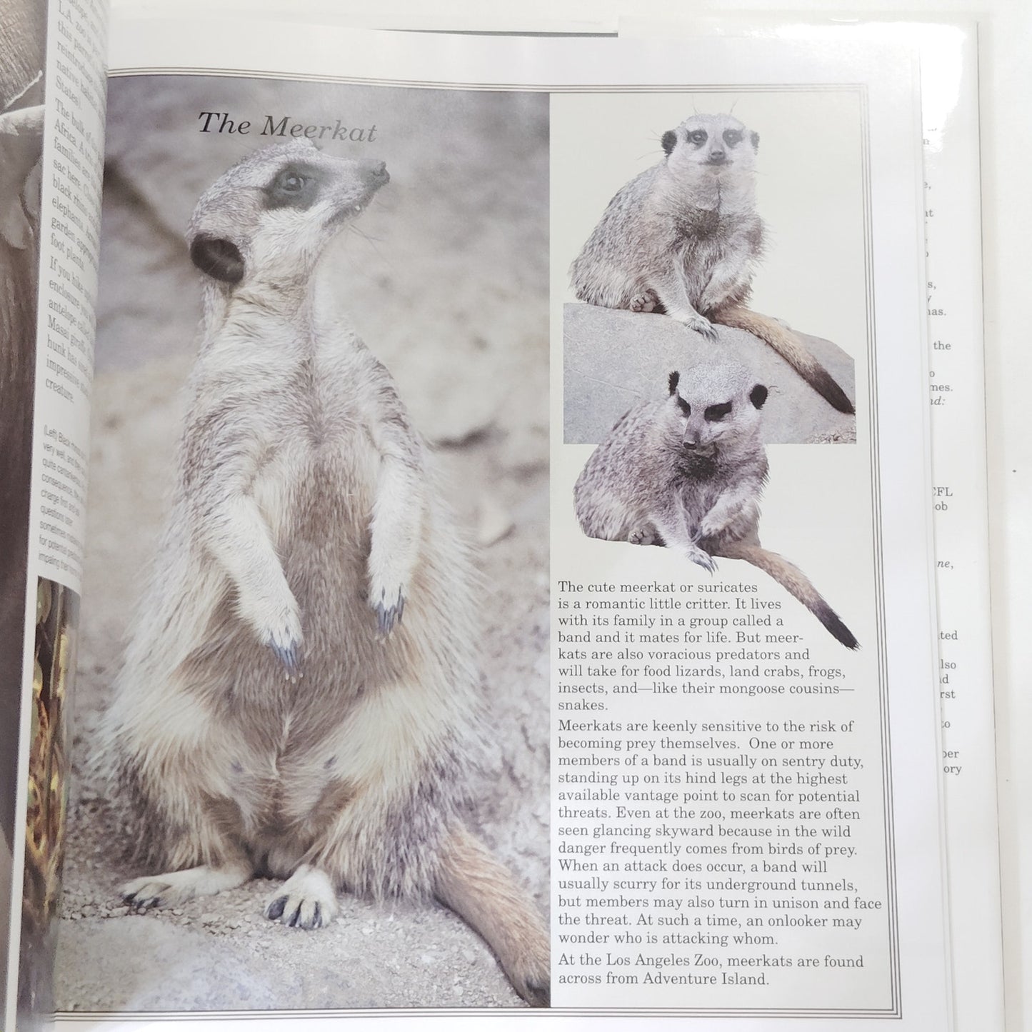 American Zoos 1992 Hardcover Wildlife Photography Book 12.5" x 10.75"