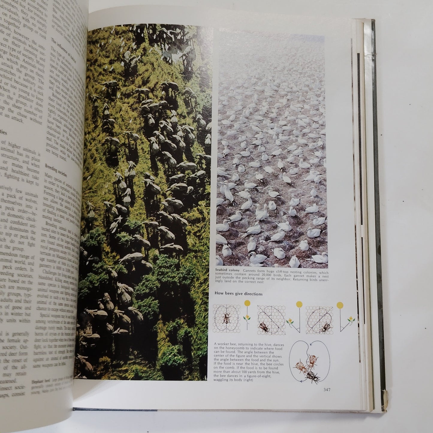 Reader’s Digest Fascinating World of Animals 1971 Hardcover 12.5" x 9.5" x 2"
