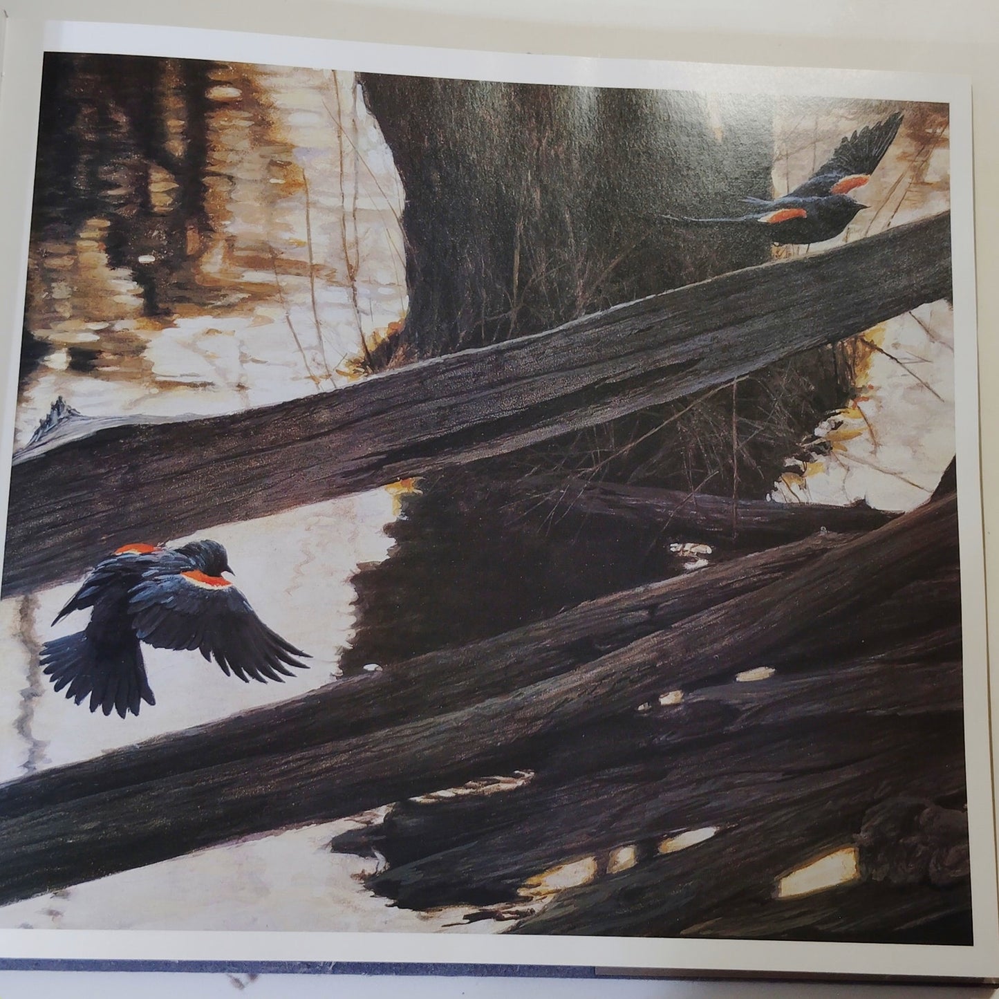 The Art of Robert Bateman 1981 Hardcover Signed Artist 12.25" x 11.5"
