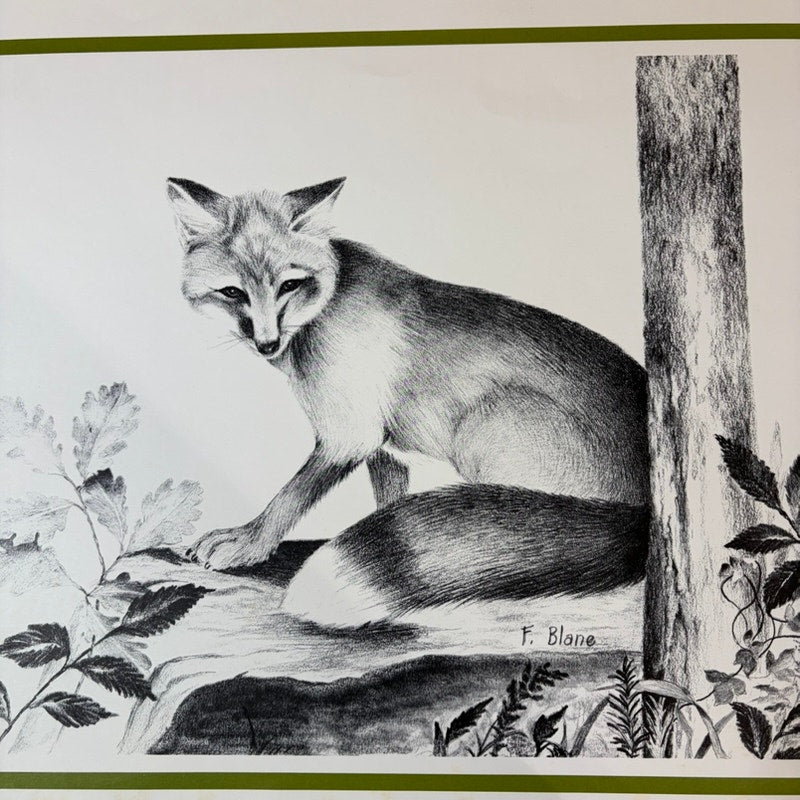 Vintage 1970's F. Blane Fox Print Wildlife Art, Black & White, 16" x 13.5" Print