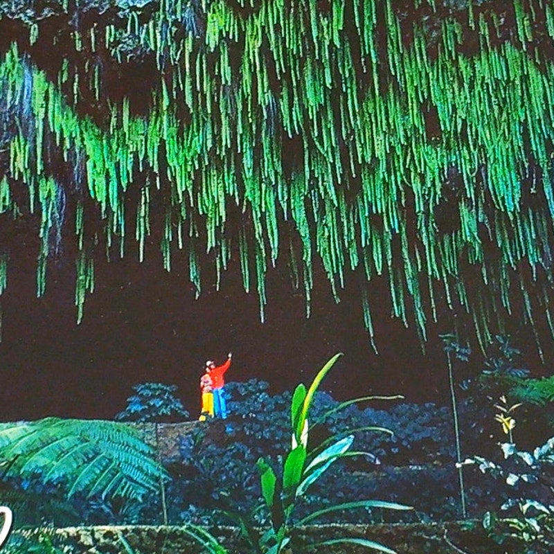 VTG Fern Grotto Kauai Hawaii Postcard Wailua River 2004 NOS