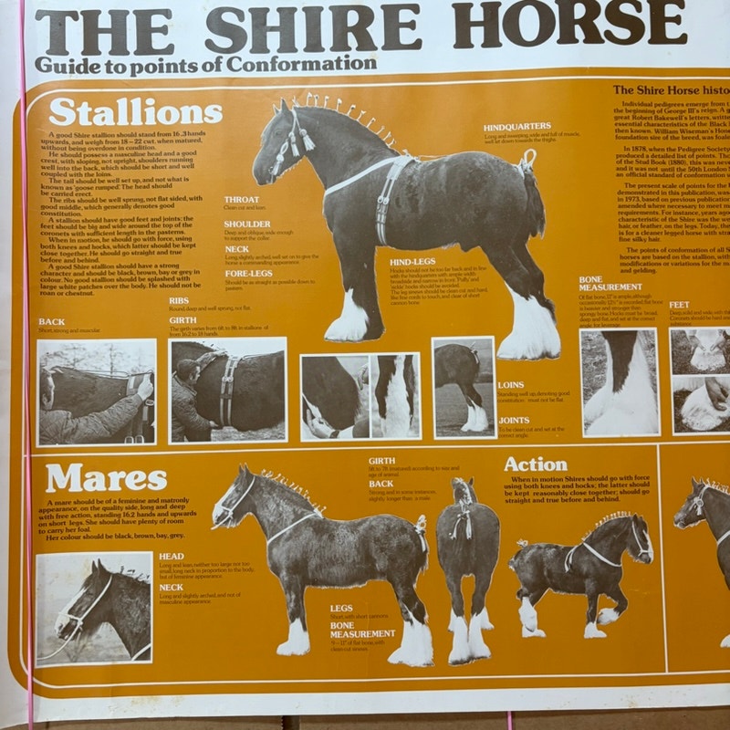 Vintage Shire Horse Conformation Guide Poster - Cream & Sepia, 23.5" x 16.5"