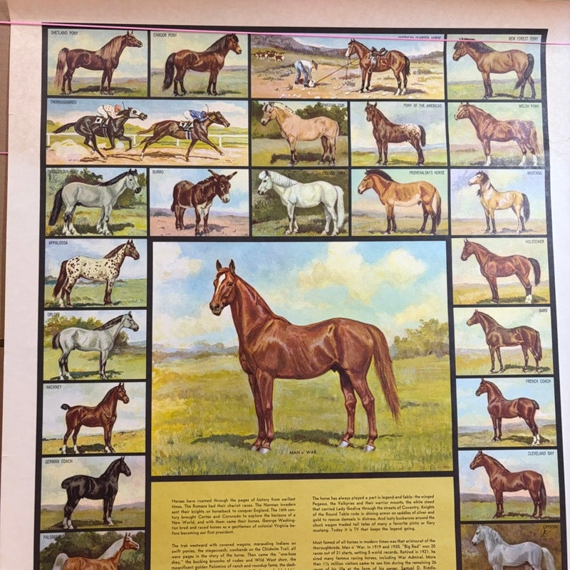 Vintage Man O' War & Horse Breeds Poster - Brown/White, 37.5" x 25.5" Art Print