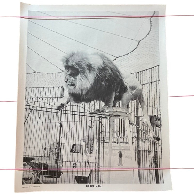 Vintage Circus Lion Art Print Poster - Black & White Animal Big Cat 20x16"