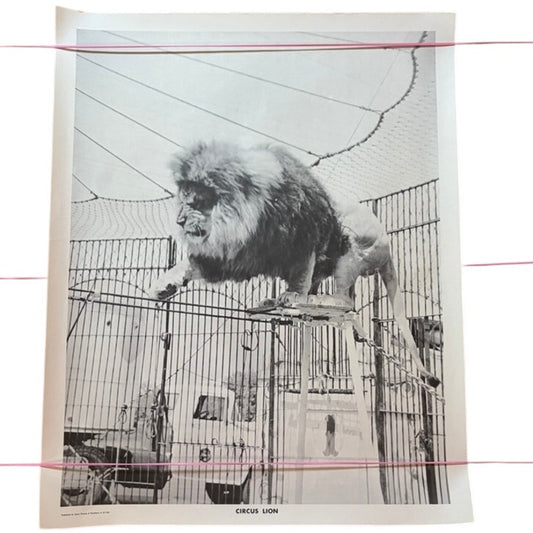 Vintage Circus Lion Art Print Poster - Black & White Animal Big Cat 20x16"