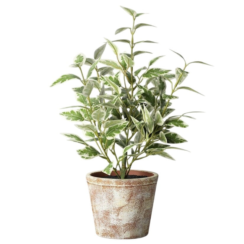 15" Variegated Ficus Artificial Plant - Threshold - Designed with Studio McGee