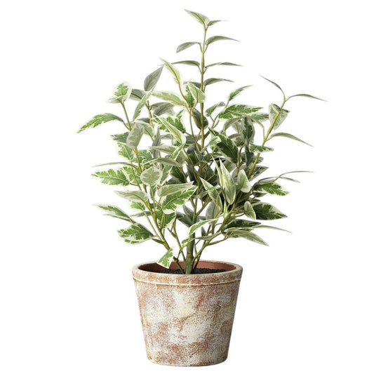 15" Variegated Ficus Artificial Plant - Threshold - Designed with Studio McGee