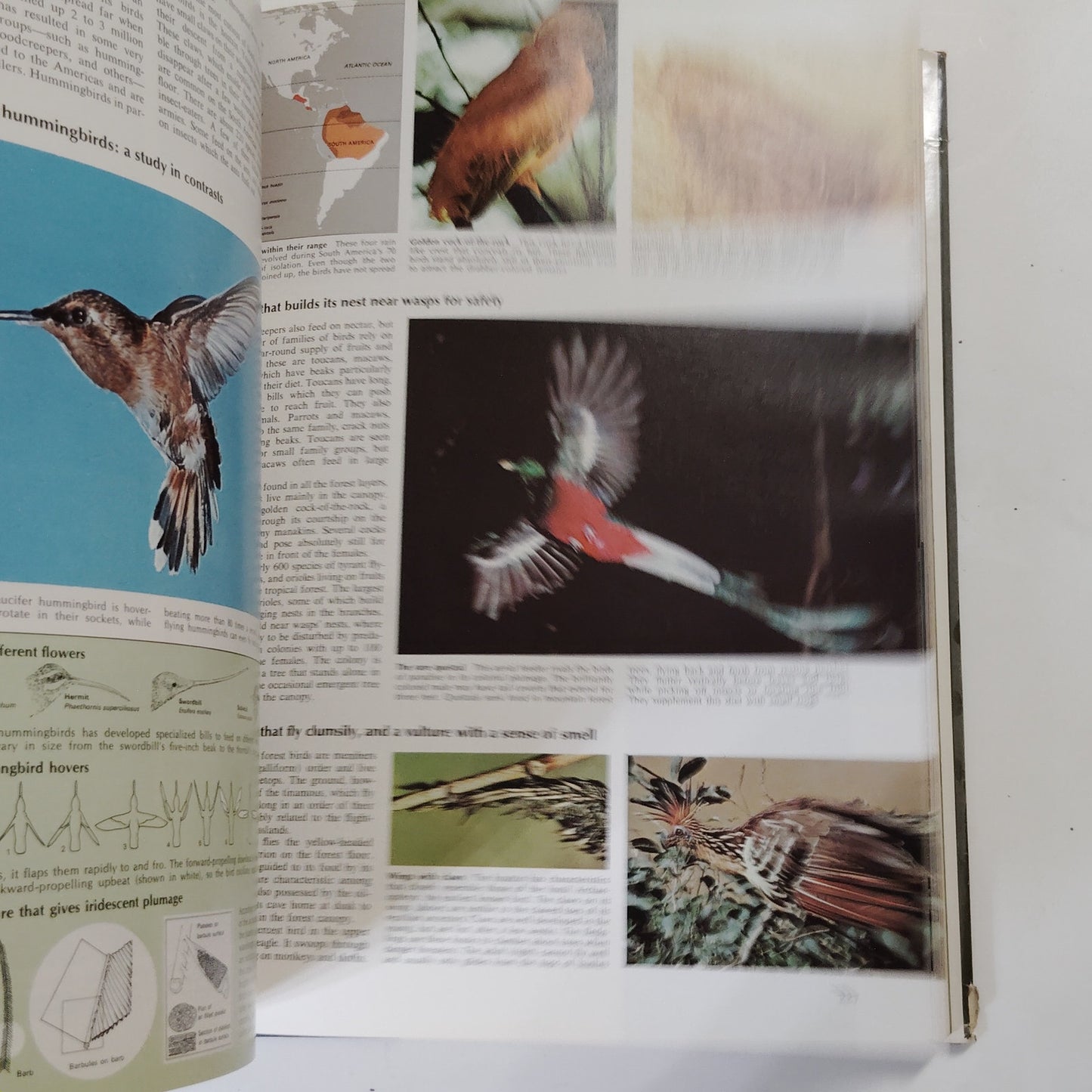 Reader’s Digest Fascinating World of Animals 1971 Hardcover 12.5" x 9.5" x 2"